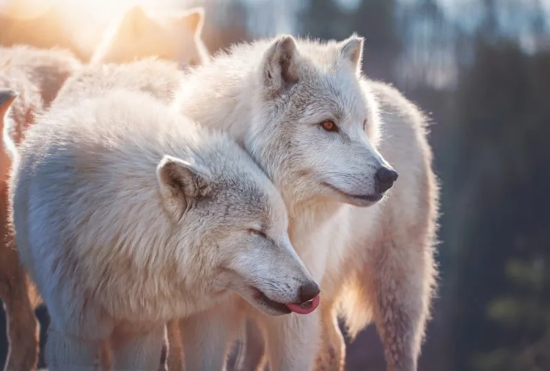 a pack of wolves in the forest