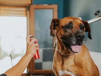 9 Best Dog Deodorizing Sprays in 2026 – Reviews & Top Picks