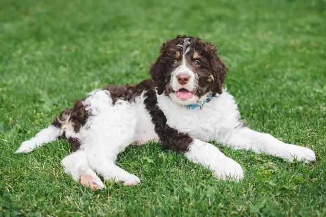 Bernedoodle (Bernese Mountain Dog & Poodle Mix): Info, Pictures, Care & More