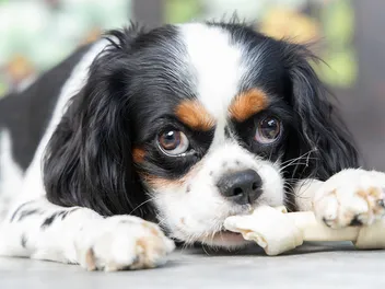 How Much Does a Cavalier King Charles Spaniel Eat in a Day? Our Vet Explains