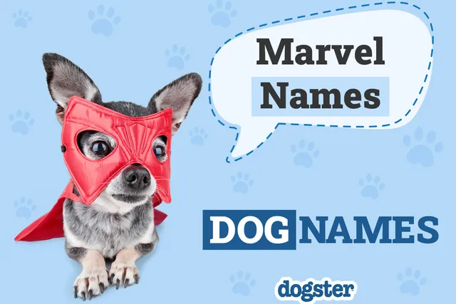 100 Marvel Dog Names for Your Super Furry Friend