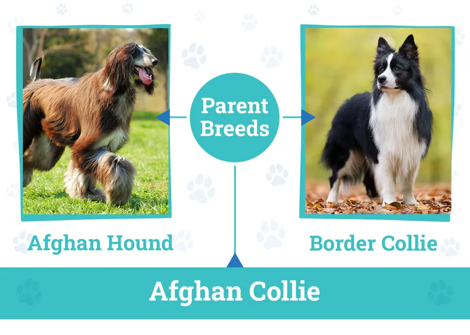 Parent Breeds of Afghan Collie