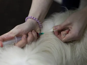 My Dog Has a Lump After Their Rabies Shot: Should I Worry? (Vet Answer)