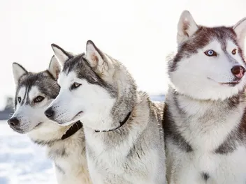 10 Beautiful Types of Husky Breeds (With Info & Pictures)