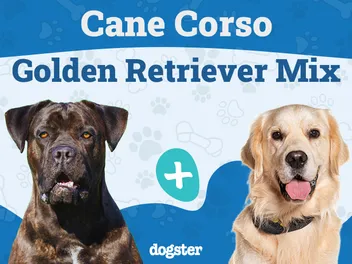 Cane Corso Golden Retriever Mix: Info, Pictures, Care & More