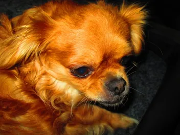 Cheeks (Chihuahua & Pekingese Mix): Info, Pictures, Care & More