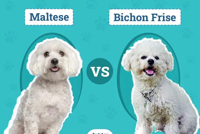 Maltese vs. Bichon Frise: Notable Differences (With Pictures)
