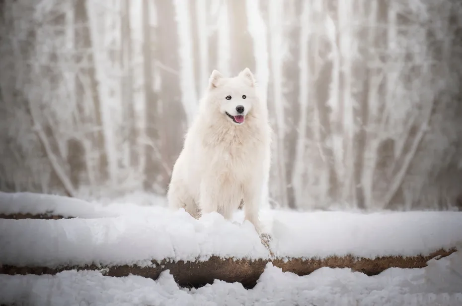 white female samoyed dog standing on a fallen log in the snow