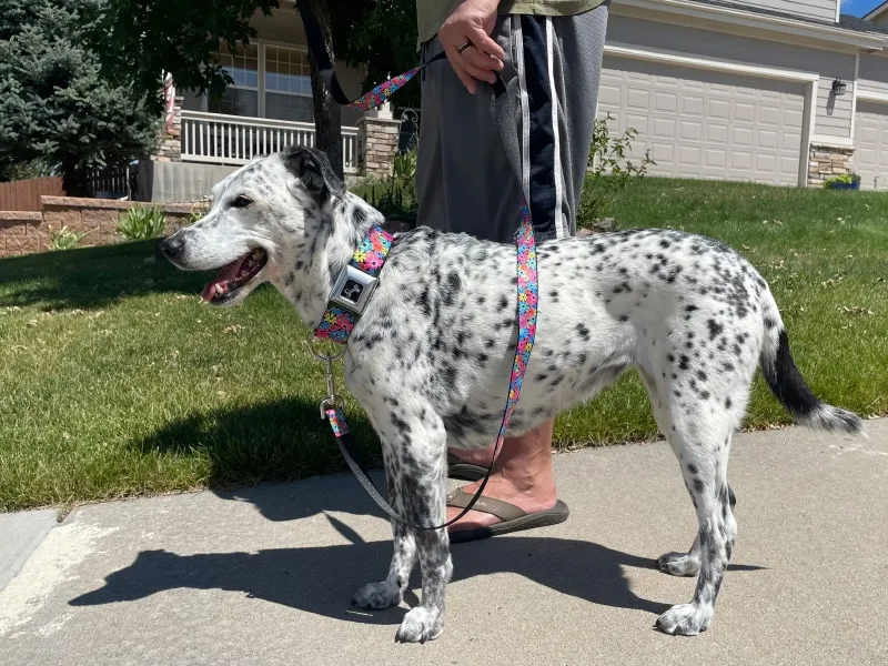 ragz with buckle-down collar and leash walking with owner outdoor