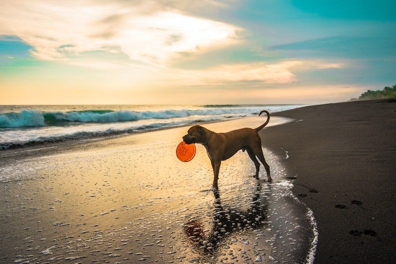 Short-coated Brown Dog on beach