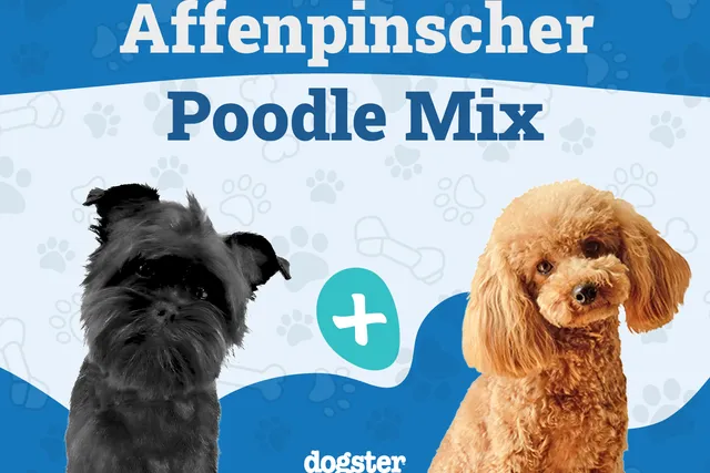 Affenpoo Mixed Dog Breed Info, Pictures, Traits & More