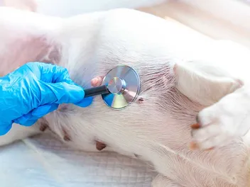 How Many Nipples Does a Dog Have? Vet-Verified Anatomy Facts & FAQ