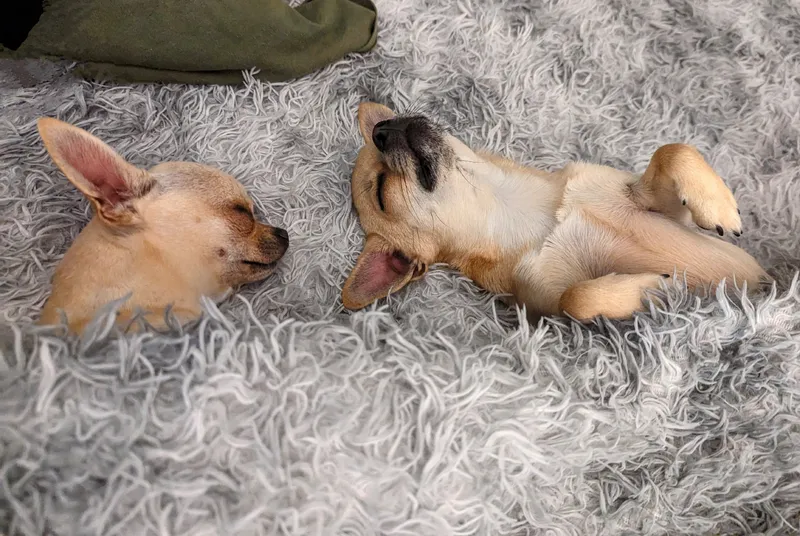 Sleeping Beauties