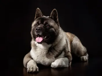 Why Do Dogs Tuck Their Paws: 6 Simple Answers for Curious Owners