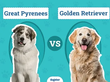 Great Pyrenees vs Golden Retriever: Key Diffenences Explained (With Pictures)