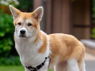 Jindo Corgi Mix: Info, Pictures, Care & More