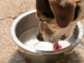 Why Does My Dog Cough After Drinking Water? 6 Vet-Reviewed Reasons