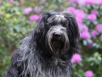 Schapendoes Dog: Breed Info, Pictures, Care & Traits