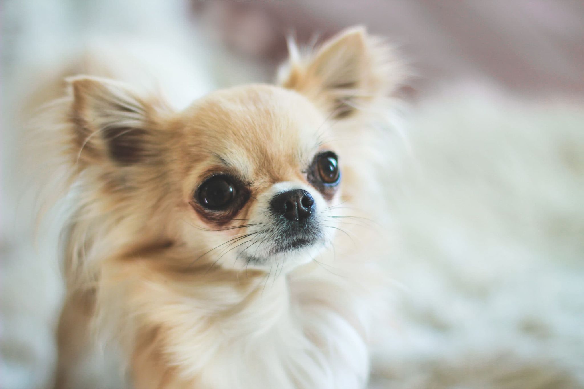 Why Do Chihuahuas Cry Tears? Vet-Verified Tips, Signs & Conditions