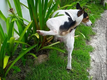 Does Dog Pee Kill Plants? Vet-Verified Facts, Tips & FAQ