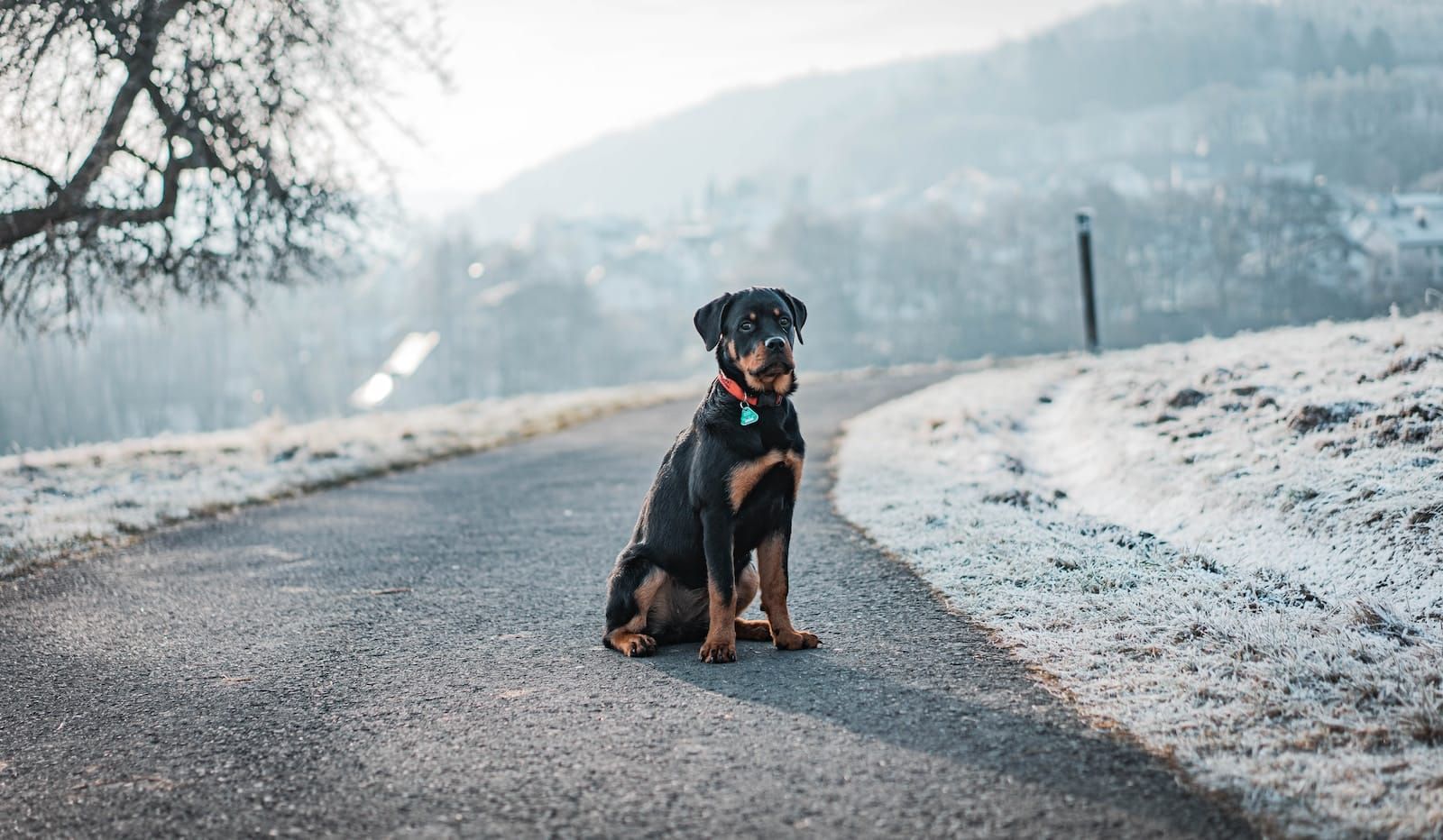 Rottweiler