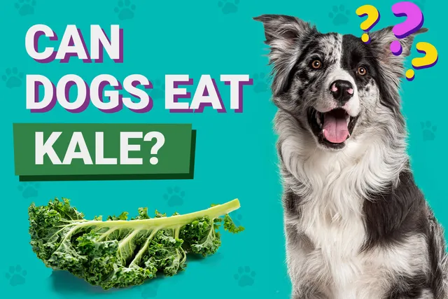 Can Dogs Eat Kale? Vet-Reviewed Facts to Know