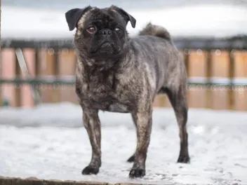 Brindle Pug: Info, Pictures, Origin & History