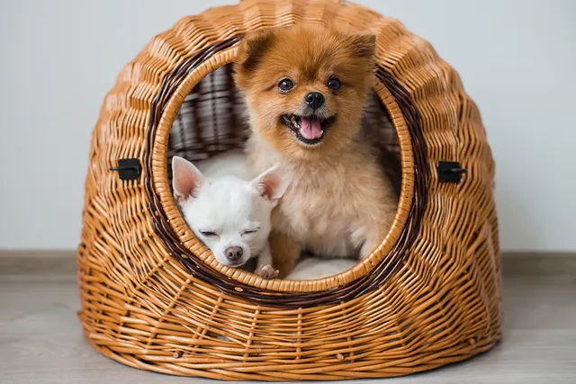 Does Getting a Second Dog Help with Separation Anxiety? Vet-Verified facts & Considerations