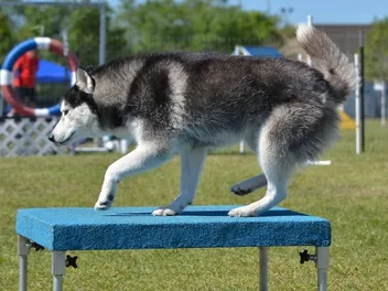 Agility Pause Table Training for Dogs: 9 Tips & Tricks