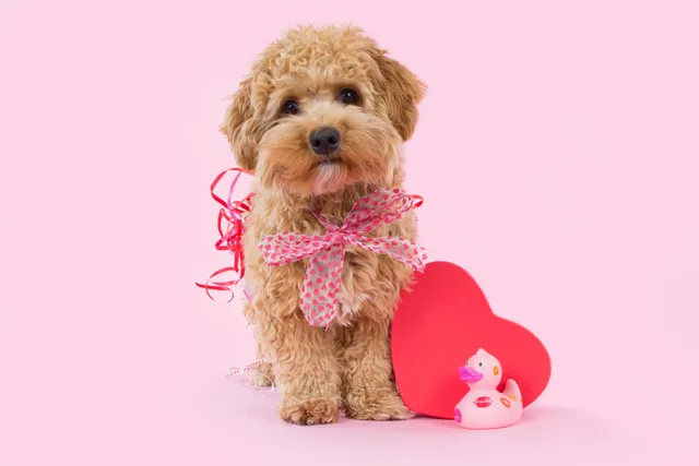 65 Dog Valentine Puns & Sayings: Mutts About You!