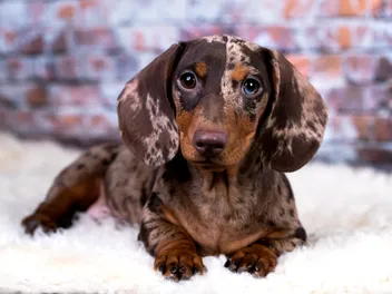 Dapple Dachshund: Info, Pictures, Origin & History