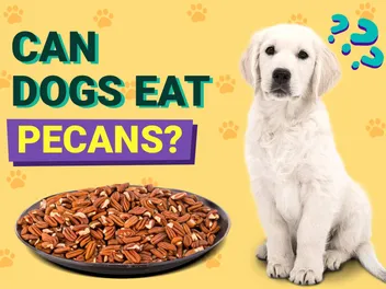 Can Dogs Eat Pecans? Vet-Reviewed Facts & Safety Guide