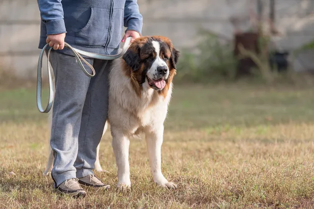 How to Train a Leash-Reactive Dog: 12 Vet-Approved Tips