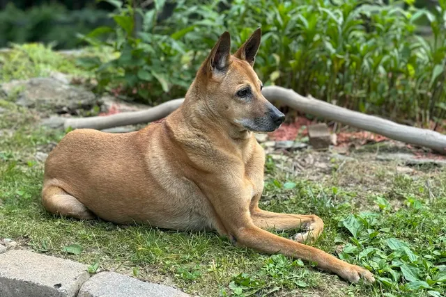 How Jelly Became a Velcro Dog in Her Old Age