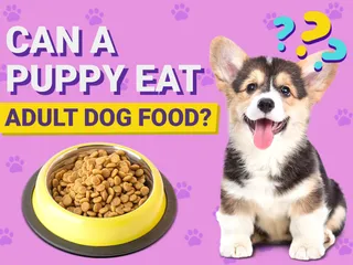 Can a Puppy Eat Adult Dog Food? Vet Approved Facts & FAQ