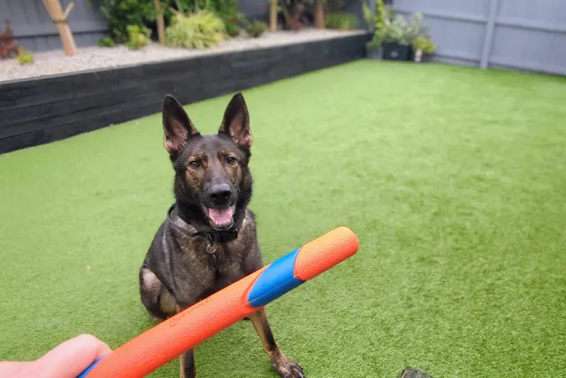 Sticks & Stones May Break Your Bones...and Seriously Injure Your Dog