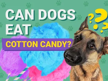 Can Dogs Eat Cotton Candy? Vet-Verified Facts & Safety Guide