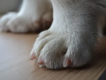 How to Trim Puppy Nails: Vet-Approved Step-by-Step Guide