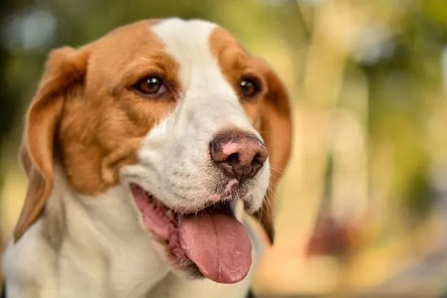 Lemon Beagle: Info, Pictures, Origin & History