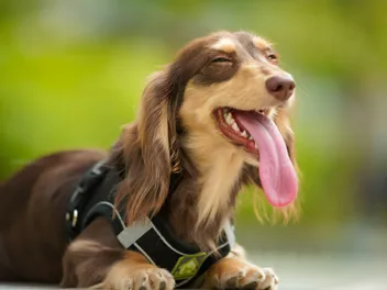 7 Vet-Reviewed Reasons Why Your Dachshund Has Bad Breath & Vet-Approved Tips