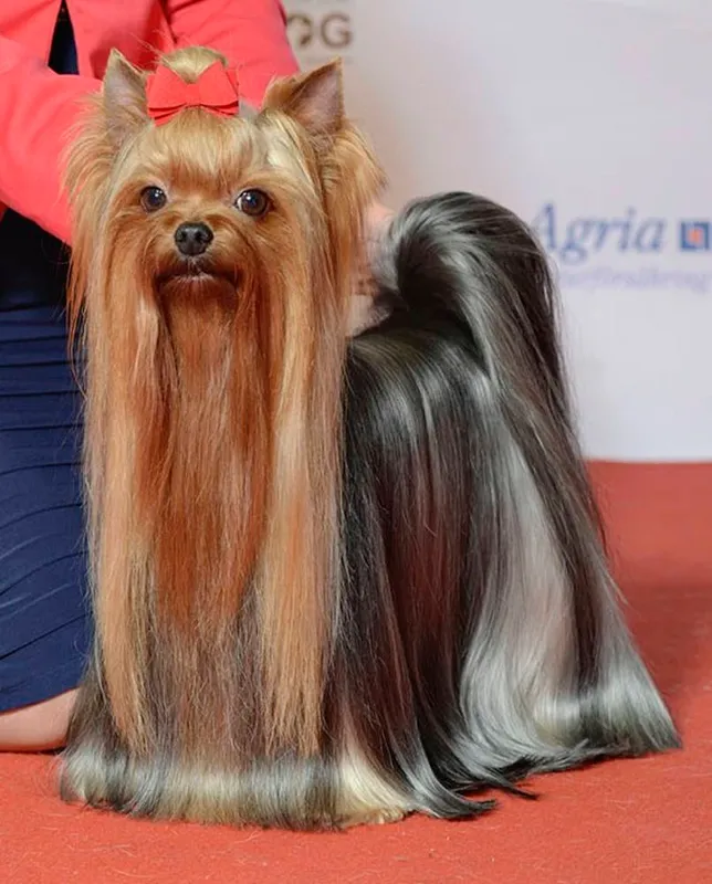 YORKSHIRETERRIER