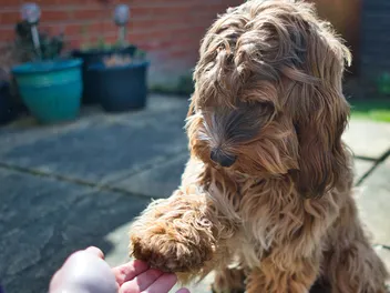 How to Train a Cockapoo: 4 Vet-Verified Tips & Tricks