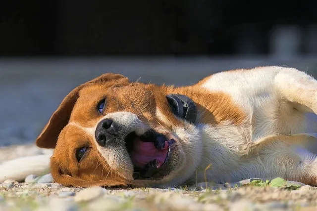 Canine Parainfluenza in Dogs: Vet-Approved Causes, Signs & Treatments