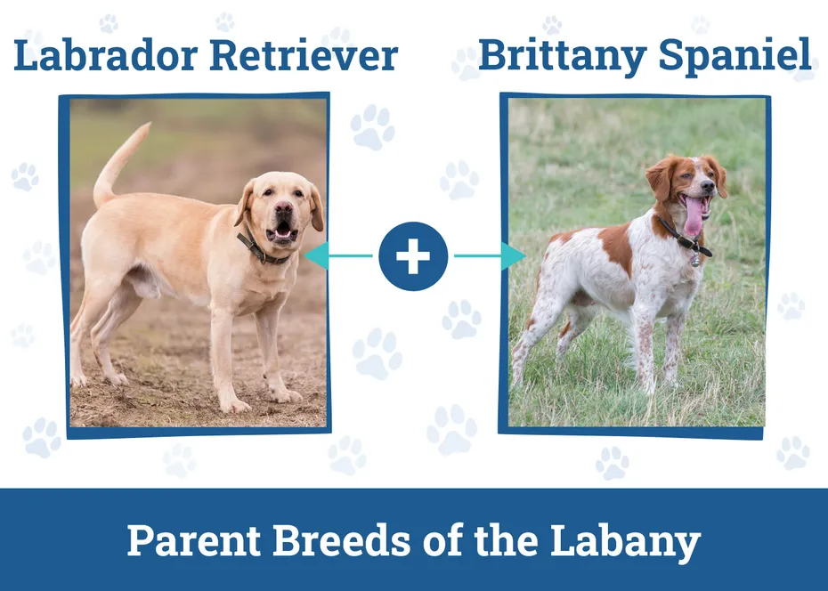 Parent Breeds of the Labany