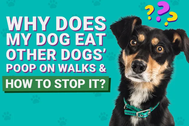 Why Does My Dog Eat Other Dogs' Poop on Walks & How to Stop It (Vet-Approved Guide)