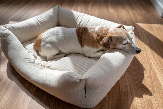 Why Do Dogs Whimper in Their Sleep? 6 Vet-Verified Reasons