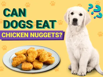 Can Dogs Eat Chicken Nuggets? Vet Approved Facts & FAQ