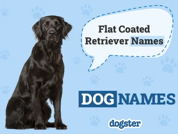 180+ Popular & Unique Flat-Coated Retriever Dog Names