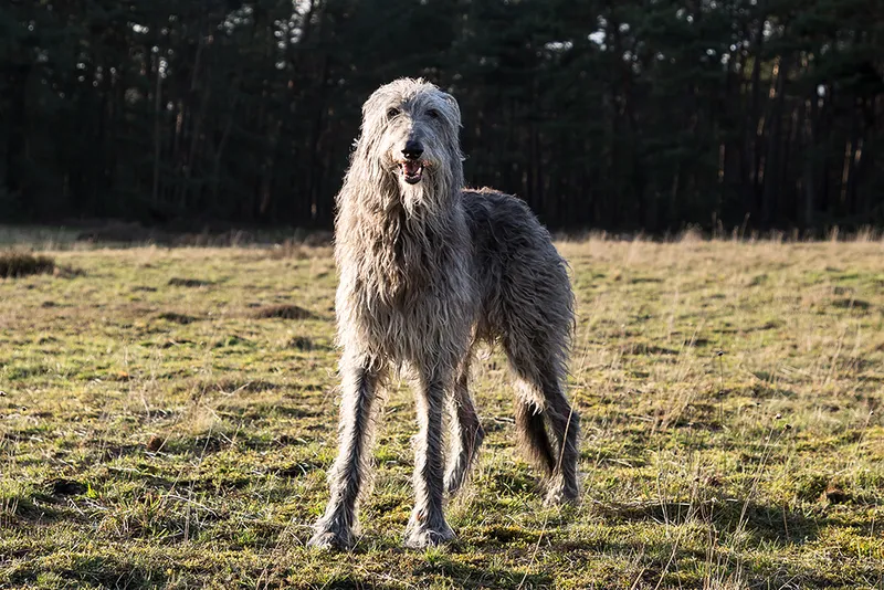 scottish deerhound dog at the park during sunset