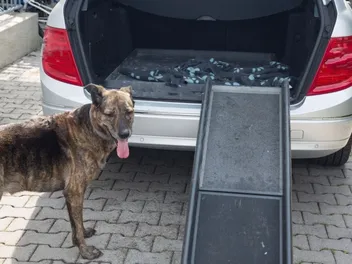 8 Best Dog Ramps and Stairs for Large Dogs in 2026: Reviews & Top Picks